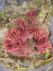 Sphaerococcus coronopifolius