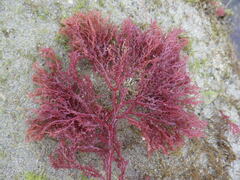 Sphaerococcus coronopifolius