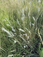 Bothriochloa