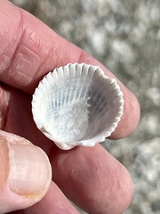 Cardiidae