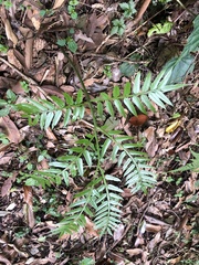 Angiopteris lygodiifolia