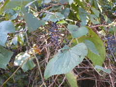 Vitis cinerea