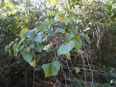 Vitis cinerea