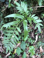 Angiopteris lygodiifolia
