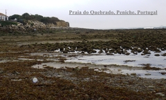 Sphaerococcus coronopifolius