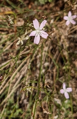 Stephanomeria pauciflora