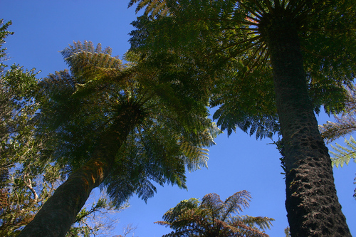 Cyathea dregei image