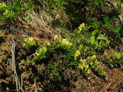 Chamaecytisus hirsutus