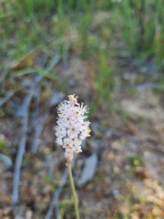 Bulbinella cauda-felis