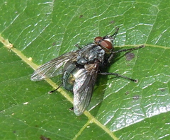 Calliphoridae