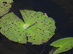 Pseudagrion massaicum