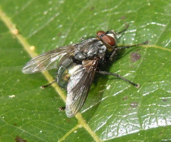 Calliphoridae