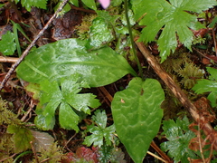 Erythronium revolutum