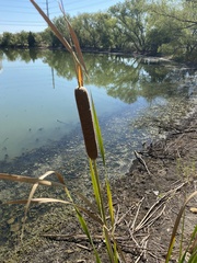 Typha