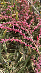 Suaeda maritima
