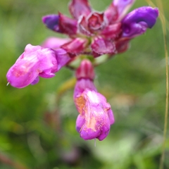 Prunella grandiflora