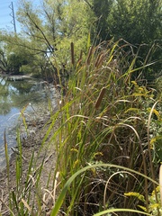 Typha