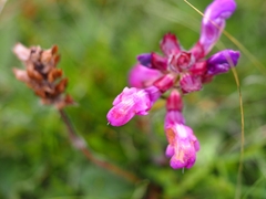 Prunella grandiflora