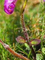 Prunella grandiflora