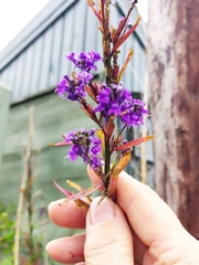Linaria purpurea
