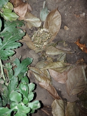 Bufotes viridis viridis