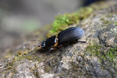 Passalus