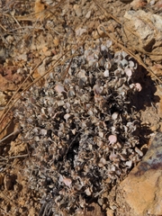 Eriogonum ovalifolium
