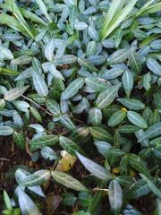 Trachelospermum asiaticum