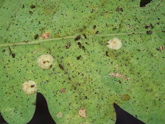 Neuroterus quercusbaccarum