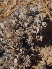 Eriogonum ovalifolium