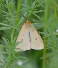 Diacrisia sannio