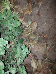 Bufotes viridis viridis