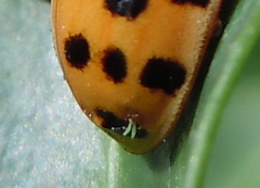 Hesperomyces harmoniae