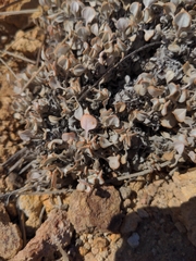 Eriogonum ovalifolium