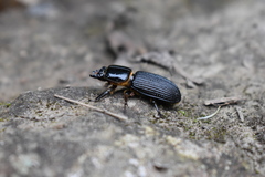 Passalus