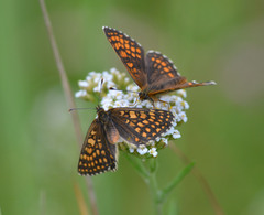 Melitaea athalia
