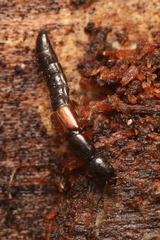 Nudobius lentus