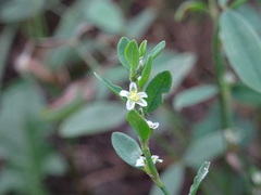 Polygonum