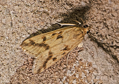 Achyra bifidalis