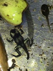 Dendrobates auratus