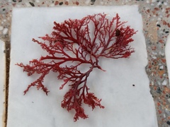 Sphaerococcus coronopifolius