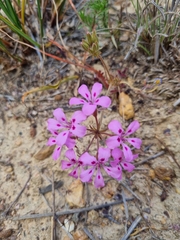 Pelargonium chelidonium