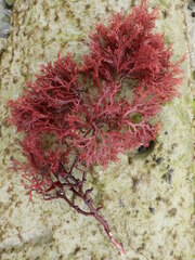 Sphaerococcus coronopifolius