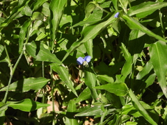 Commelina erecta