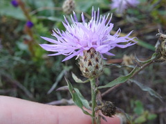 Centaurea