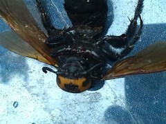 Megascolia maculata flavifrons