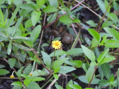 Acmella repens