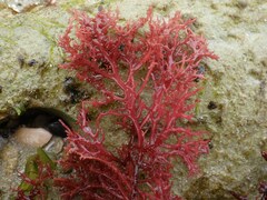 Sphaerococcus coronopifolius