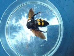 Megascolia maculata flavifrons