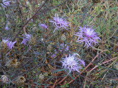 Centaurea